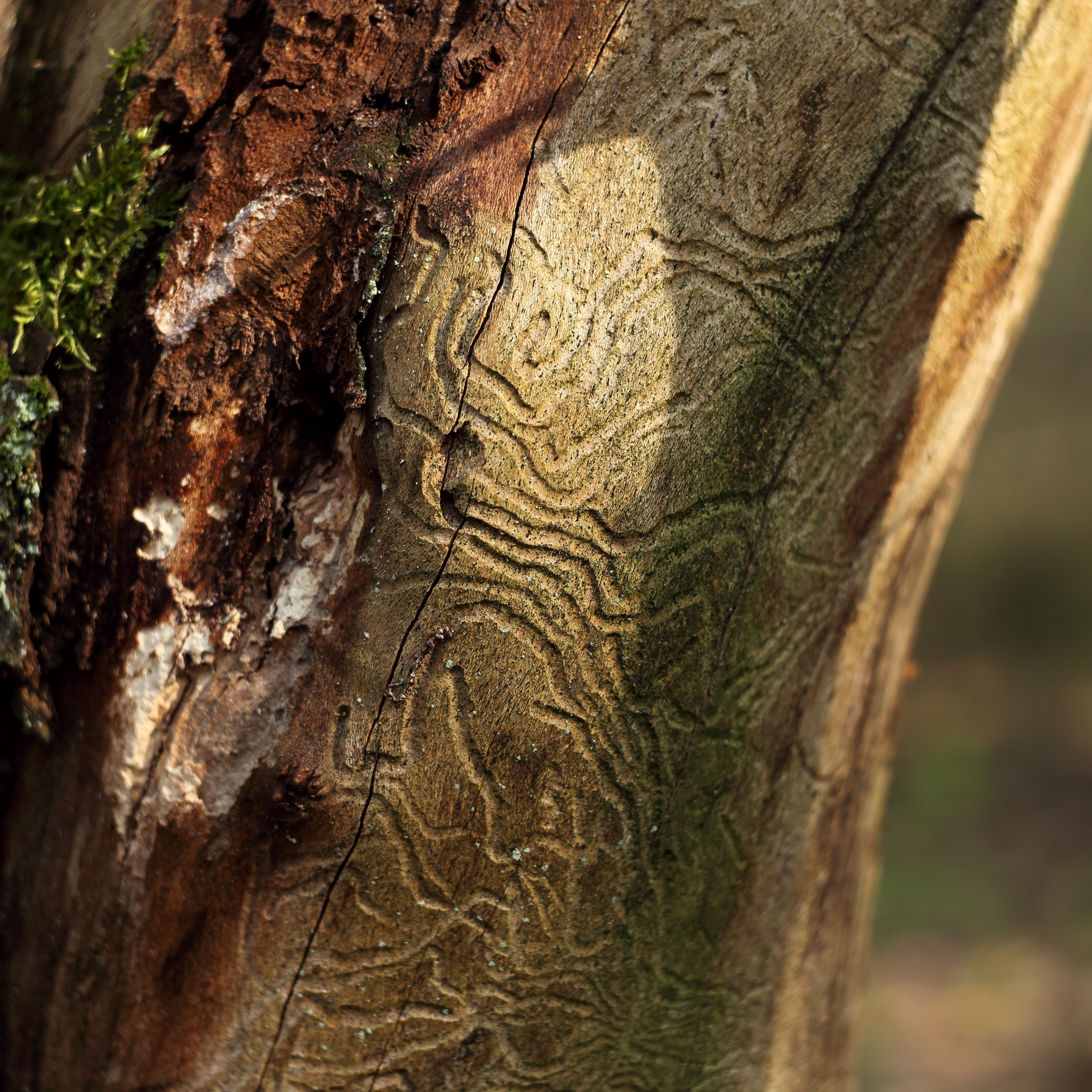 Schädlingsbefall & Krankheiten