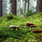 Ein Waldboden mit Pilzen.