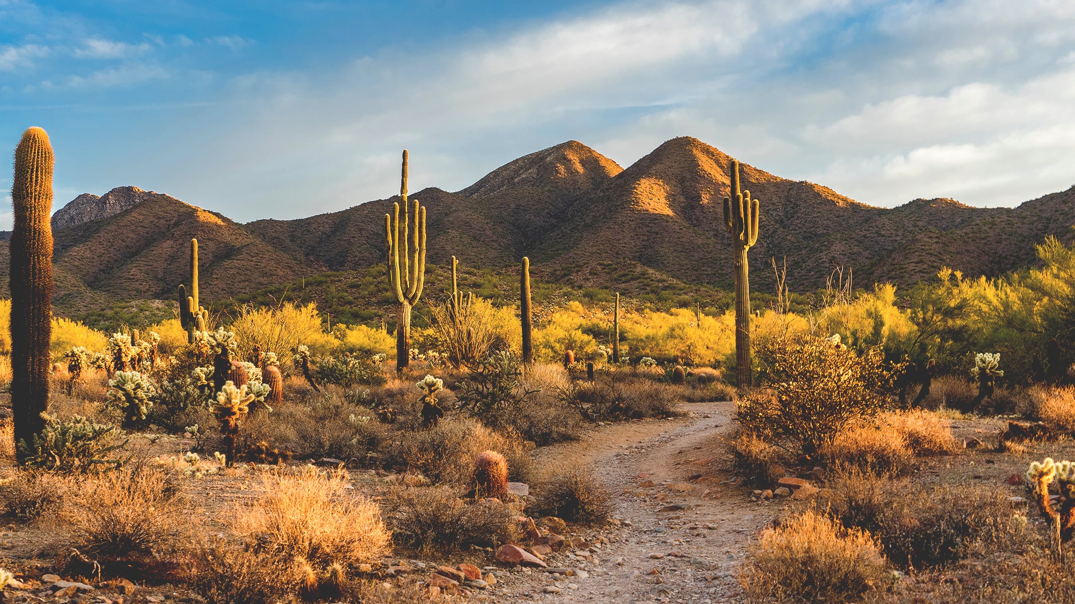 Wüstenlandschaft mit Saguaro-Kakteen und einem Feldweg, der zu den sonnenbeschienenen Bergen führt